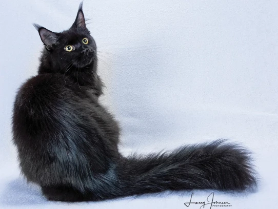  Black Smoke Maine Coon Cat for Sale | Adopt a Luxurious Feline Friend